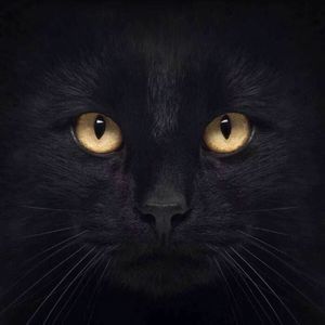 Meet your Posher, Guoen